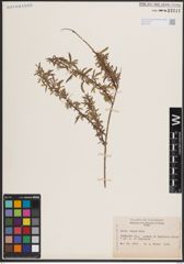 Foto von Salix exigua Nutt.